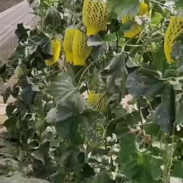 青州沙土地搏洋九