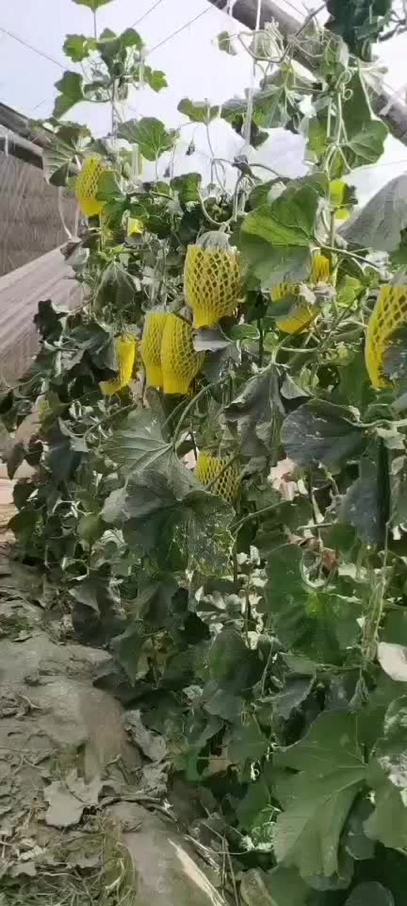 青州沙土地搏洋九
