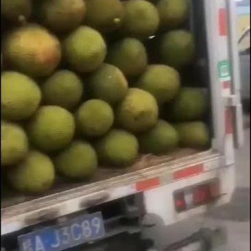 菠萝蜜