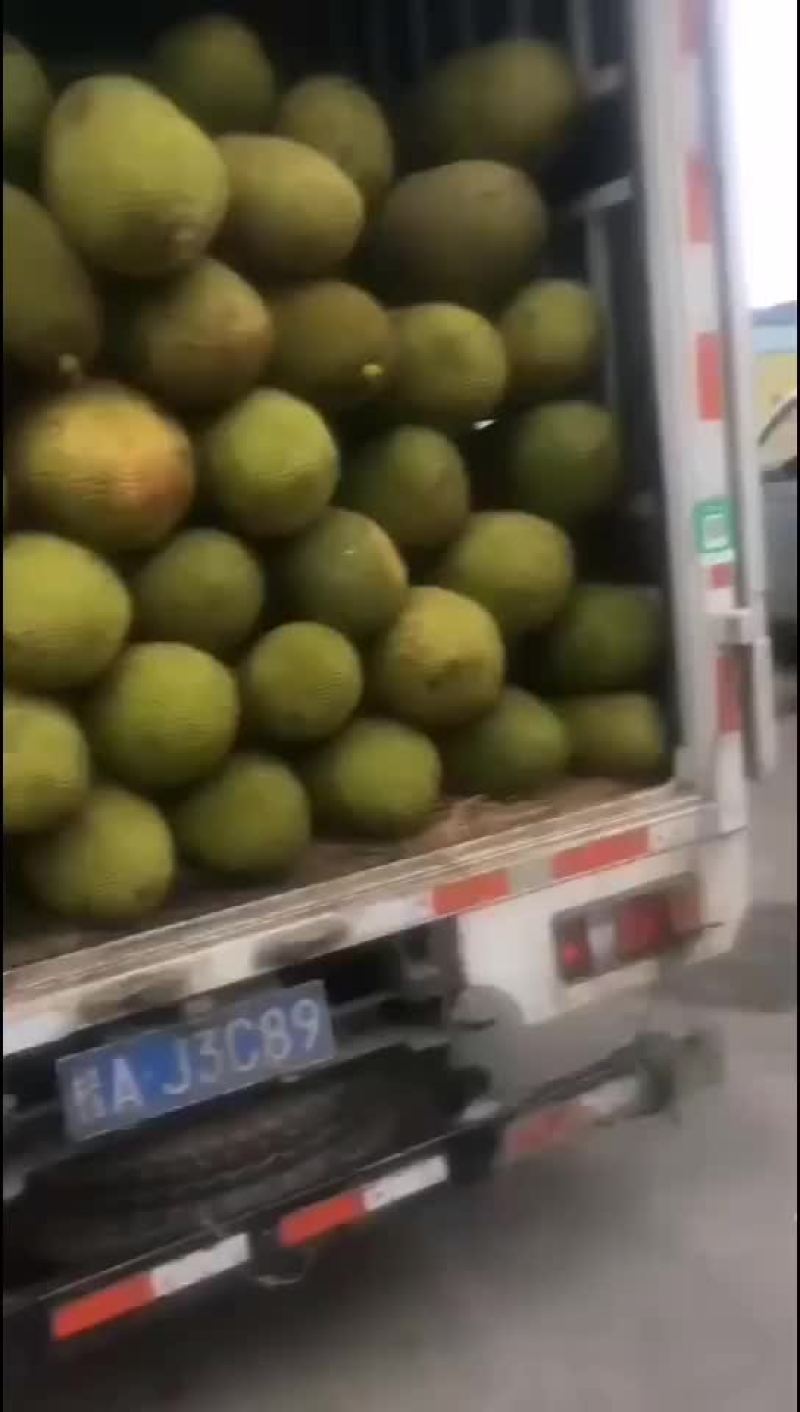 菠萝蜜