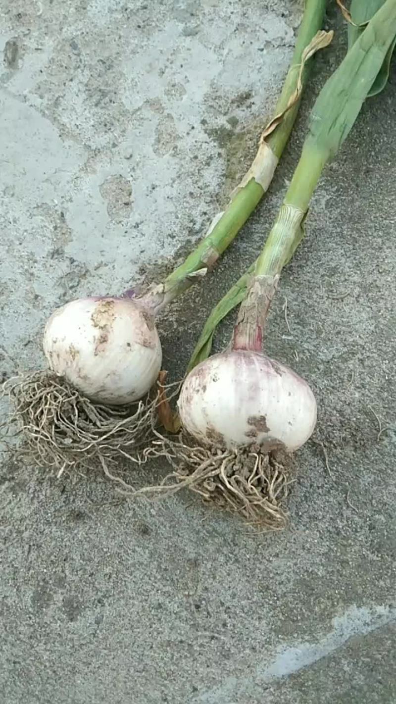 独头蒜