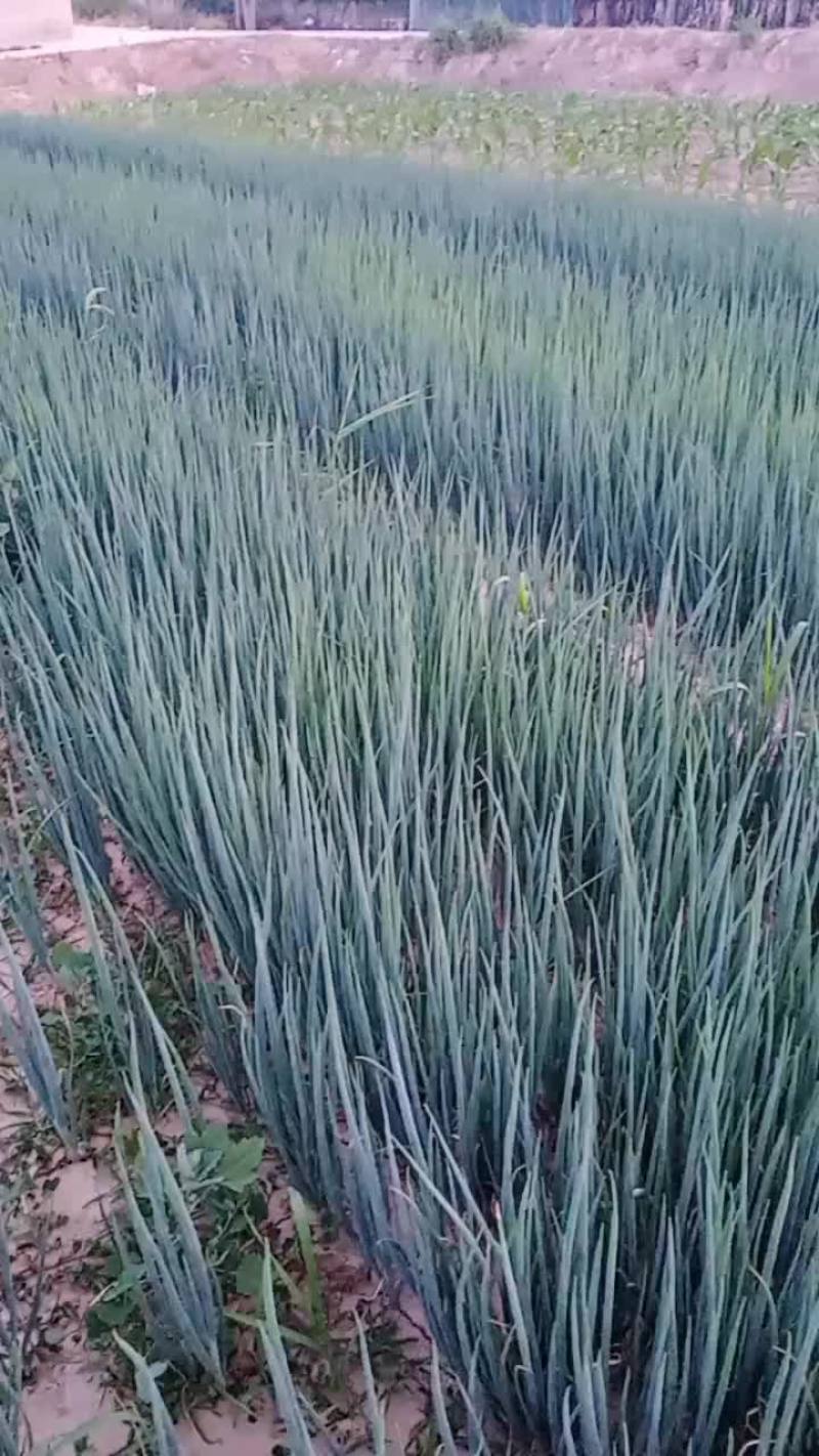 小葱