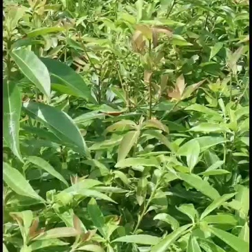 木荷营养杯苗
