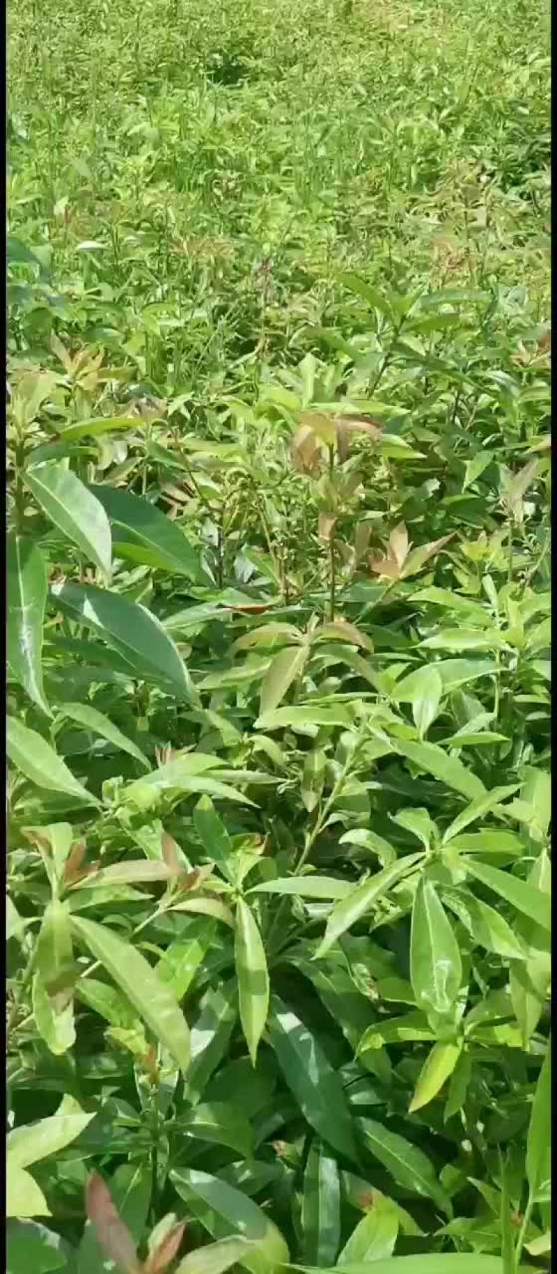 木荷营养杯苗