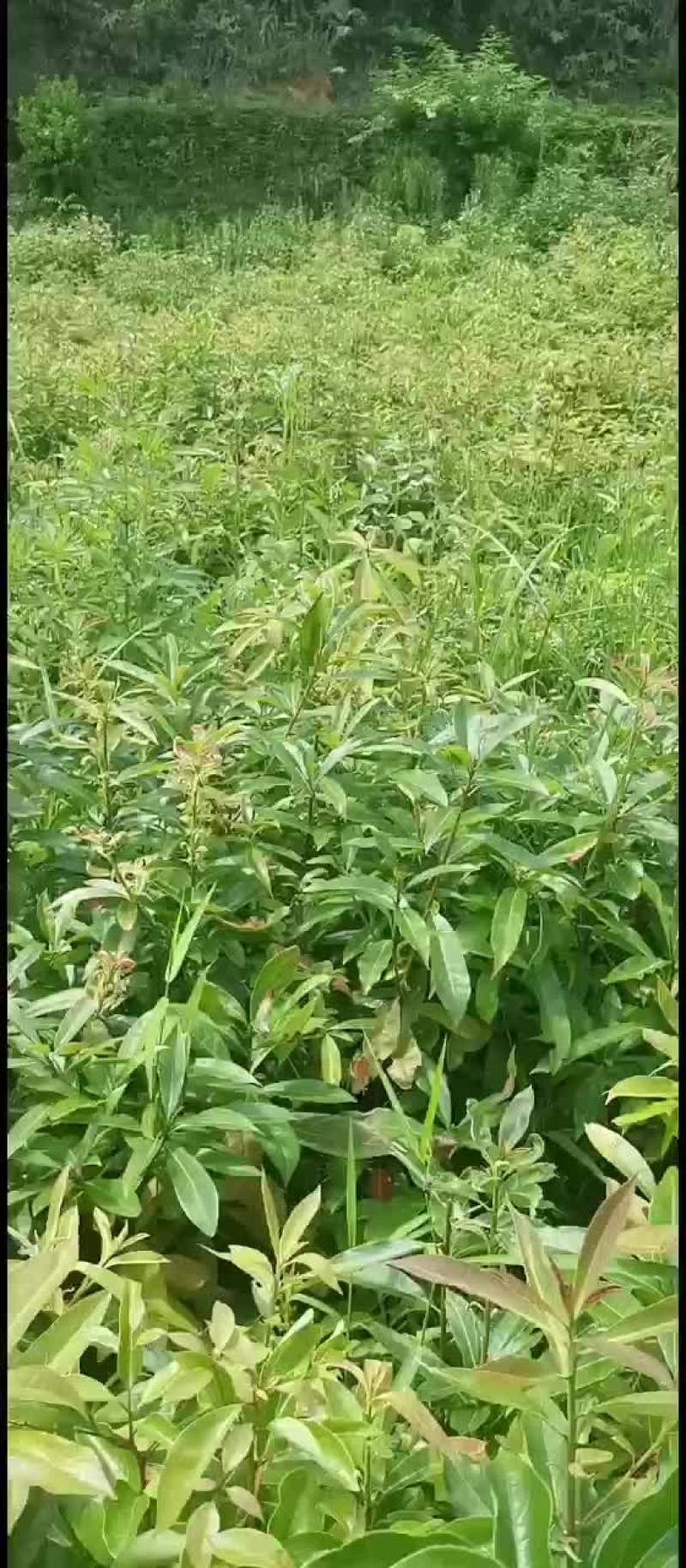 木荷营养杯苗