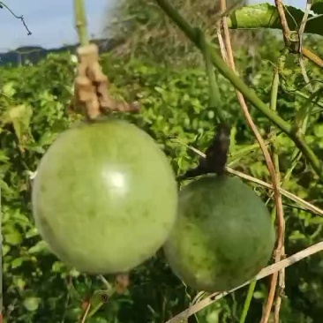 百香果