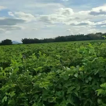 百香果