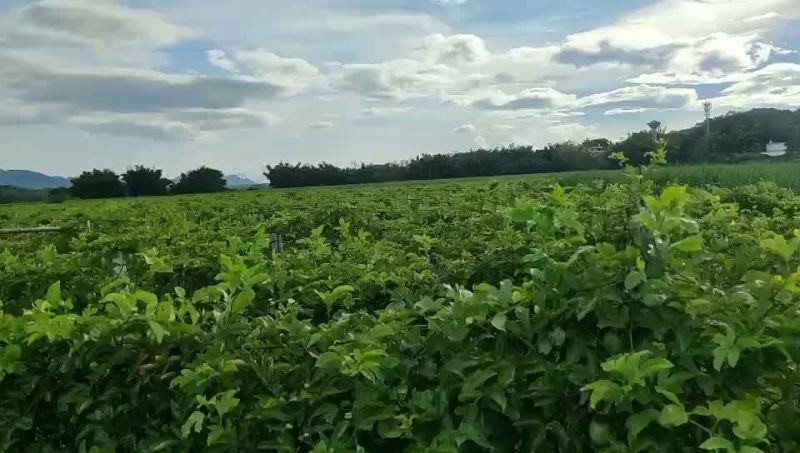 百香果