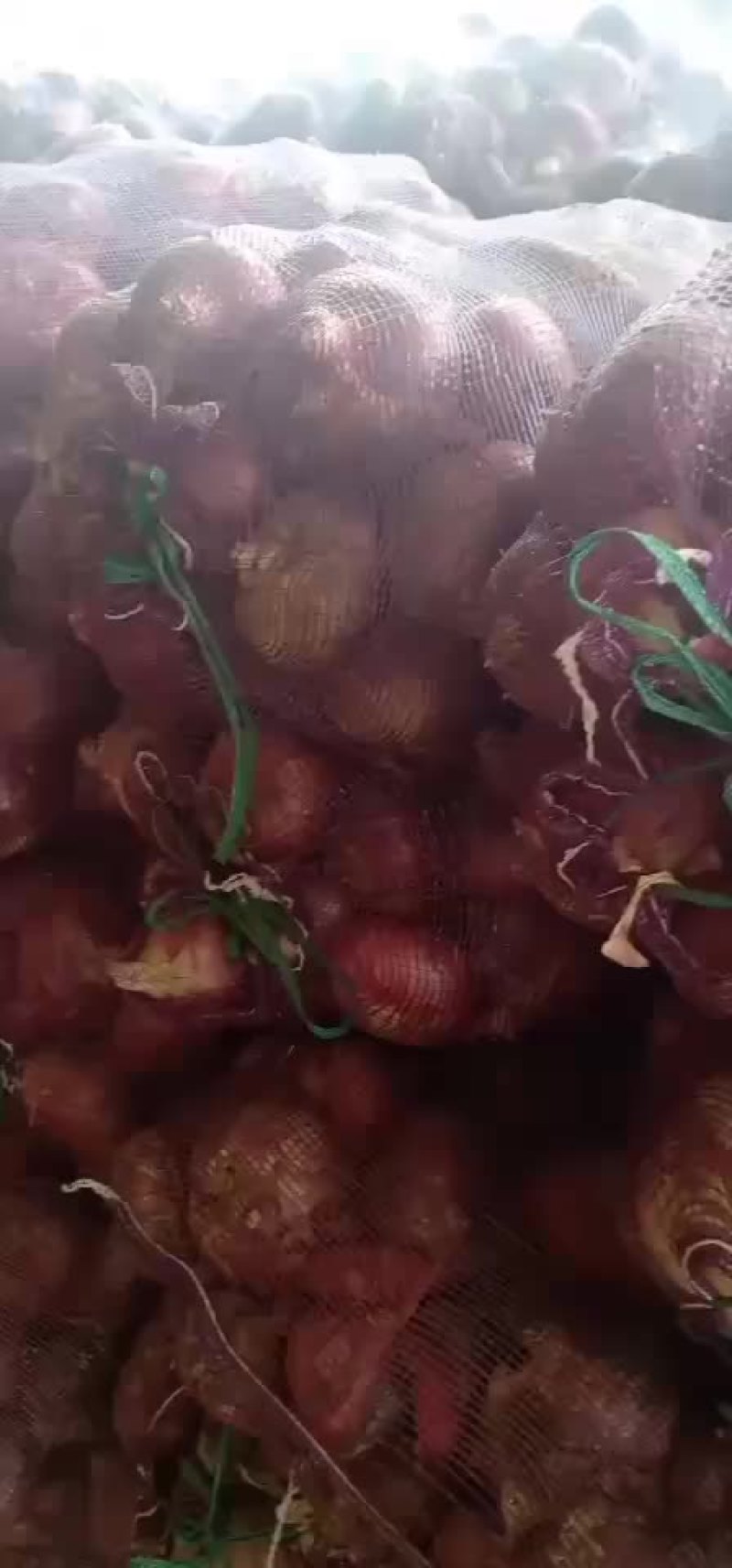 红皮洋葱大量共应连系