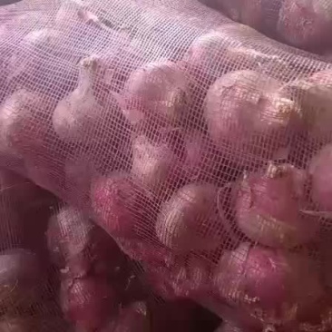 红皮洋葱大量共应连系
