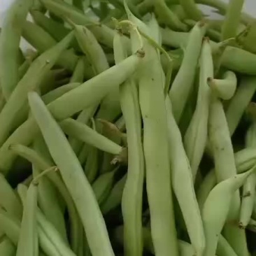 我们经营四季豆大量共应