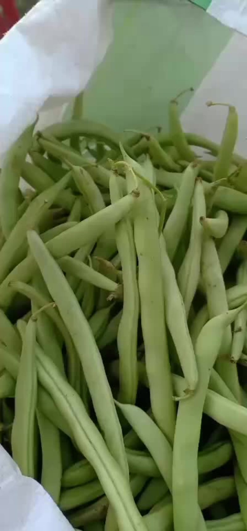 我们经营四季豆大量共应