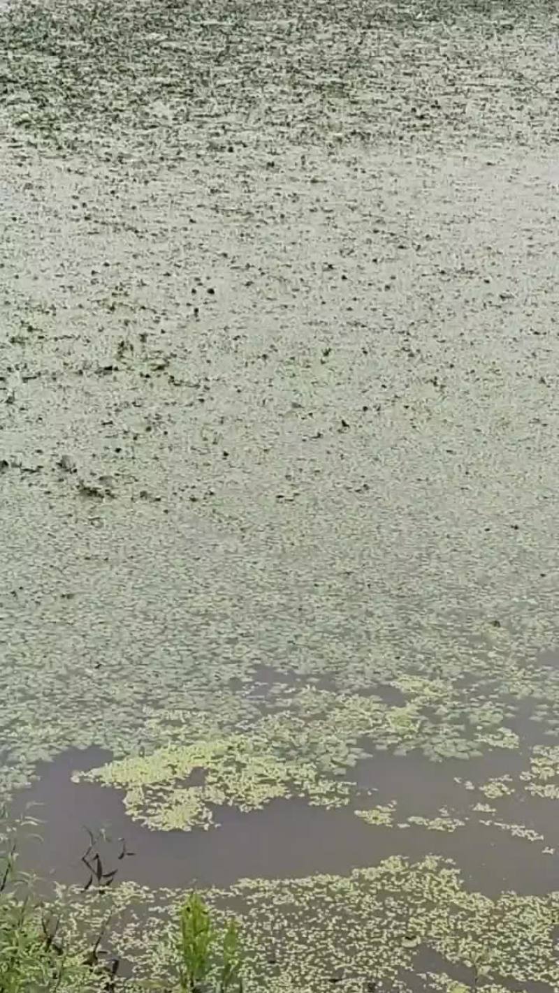 大量菱角苗供应