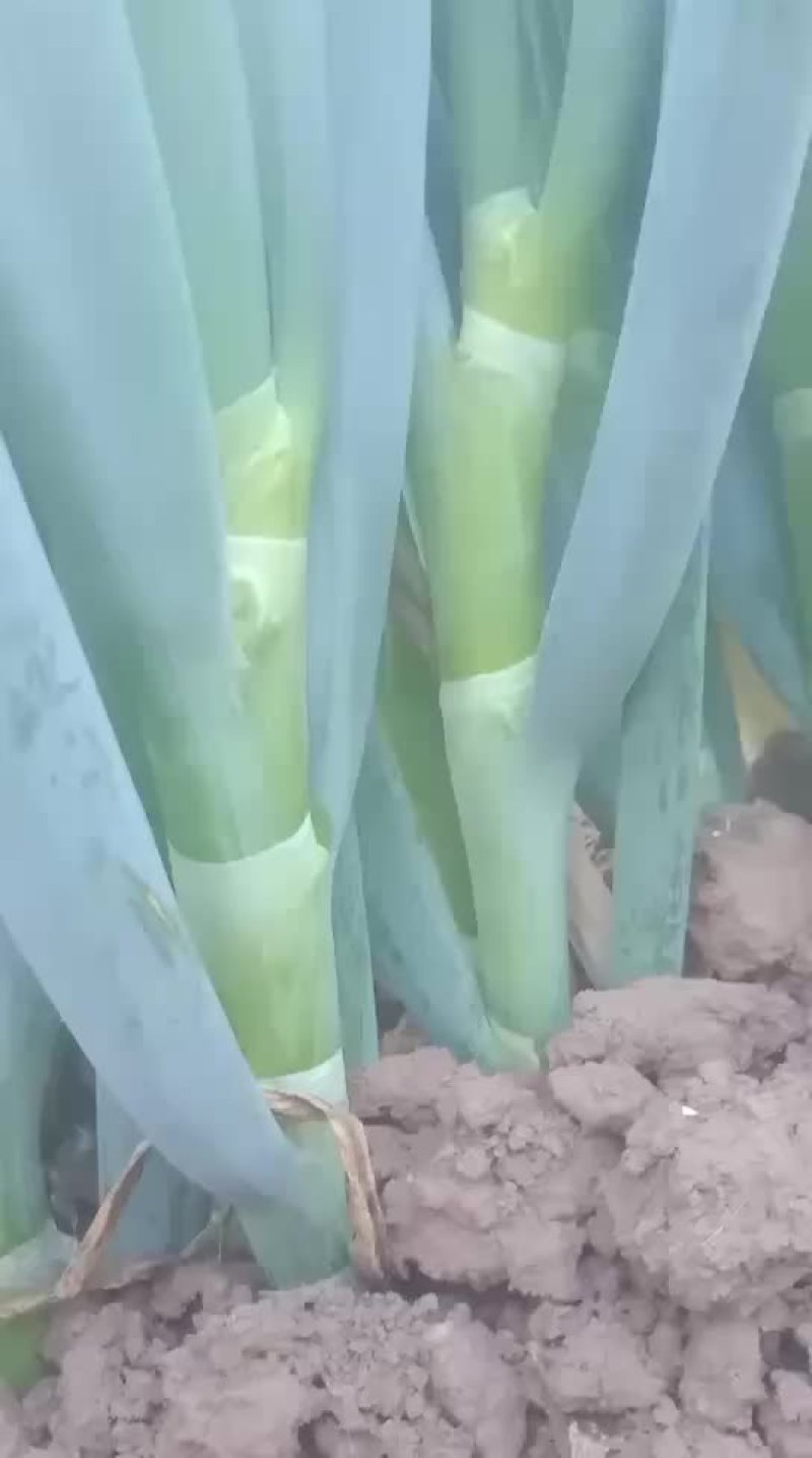 大葱