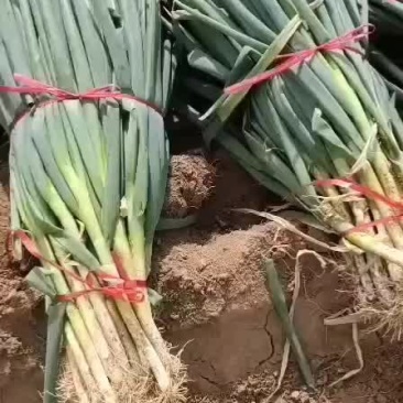 铁杆大葱