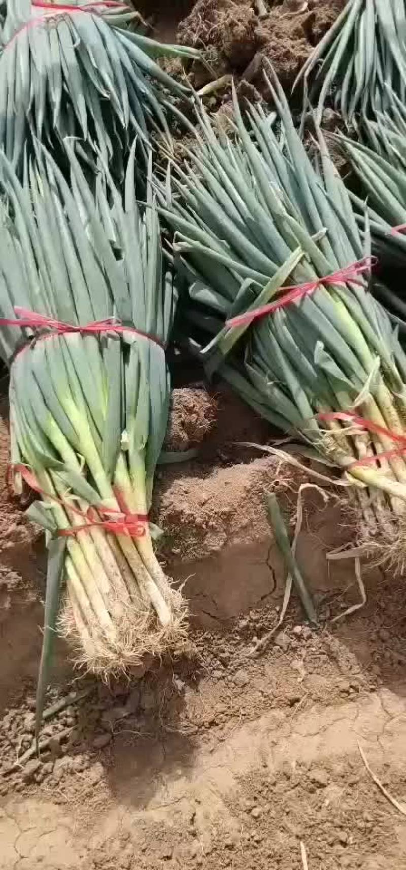 铁杆大葱