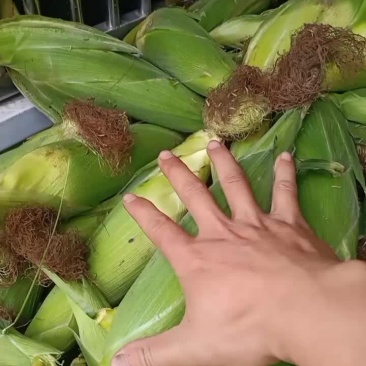 糯玉米