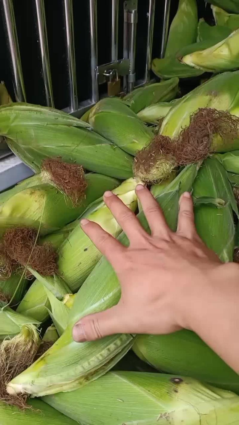 糯玉米