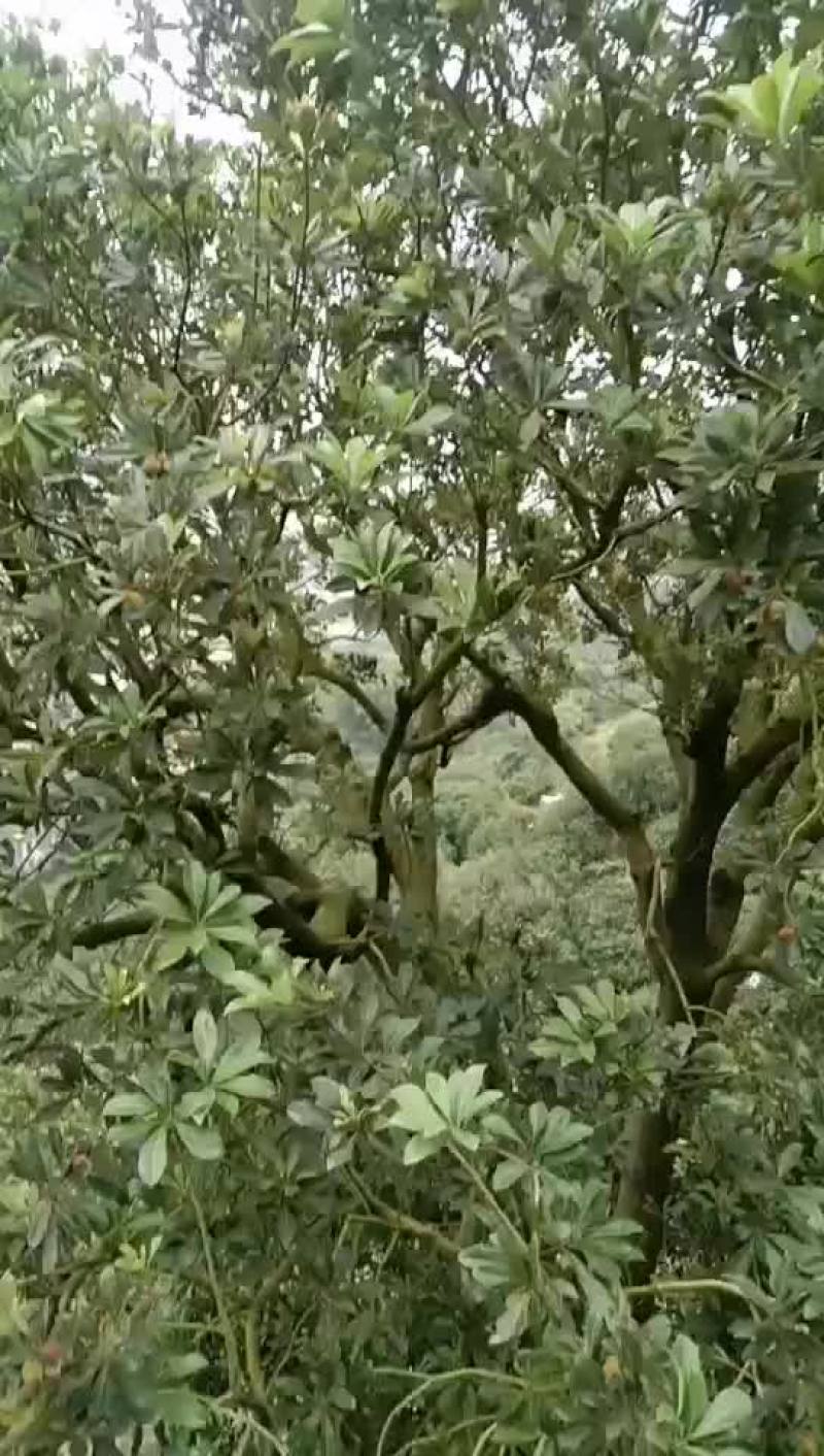 杨梅快成熟了