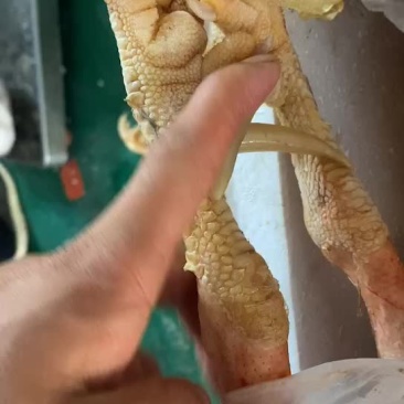 老公鸡，白条老公鸡