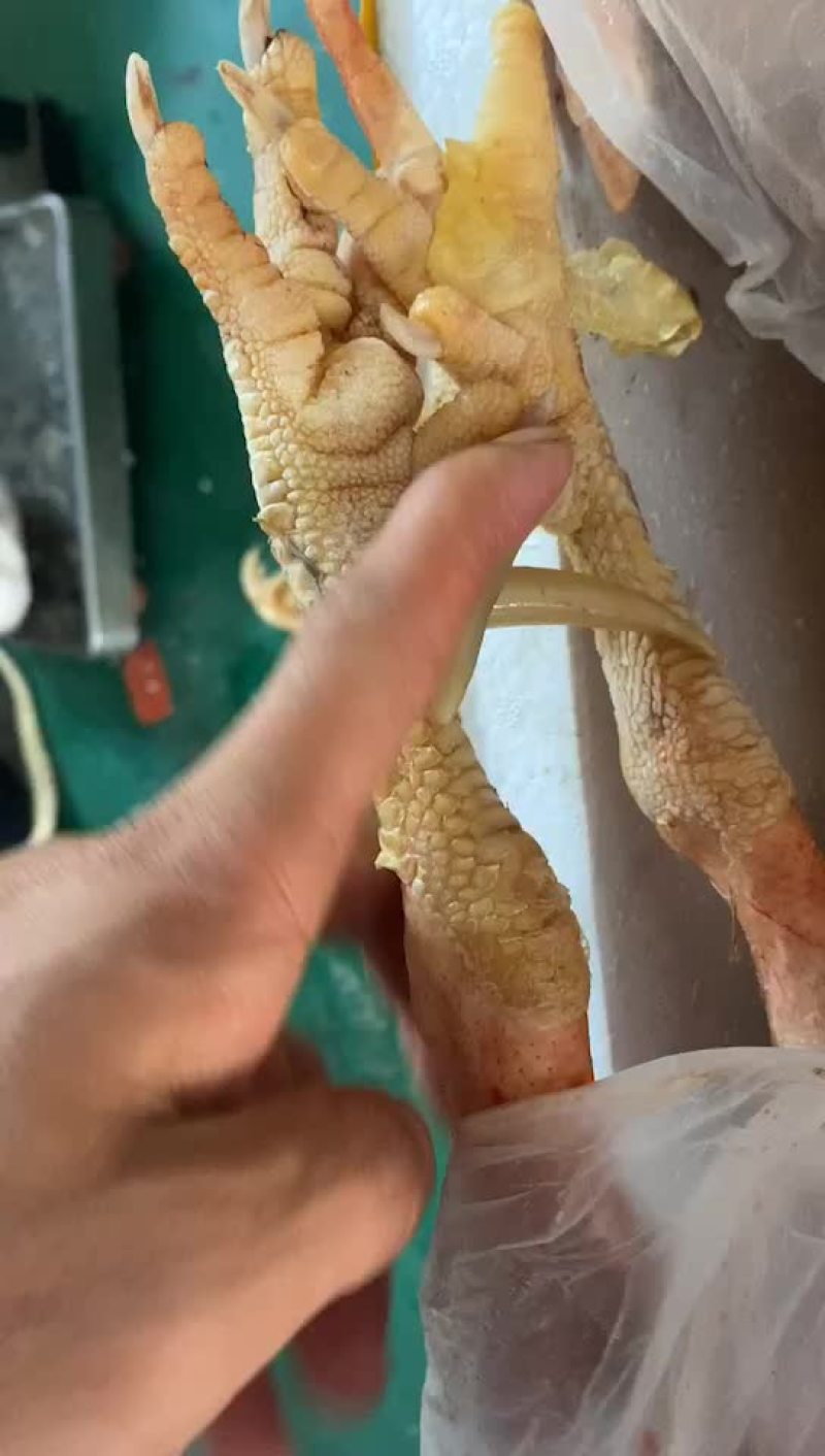 老公鸡，白条老公鸡