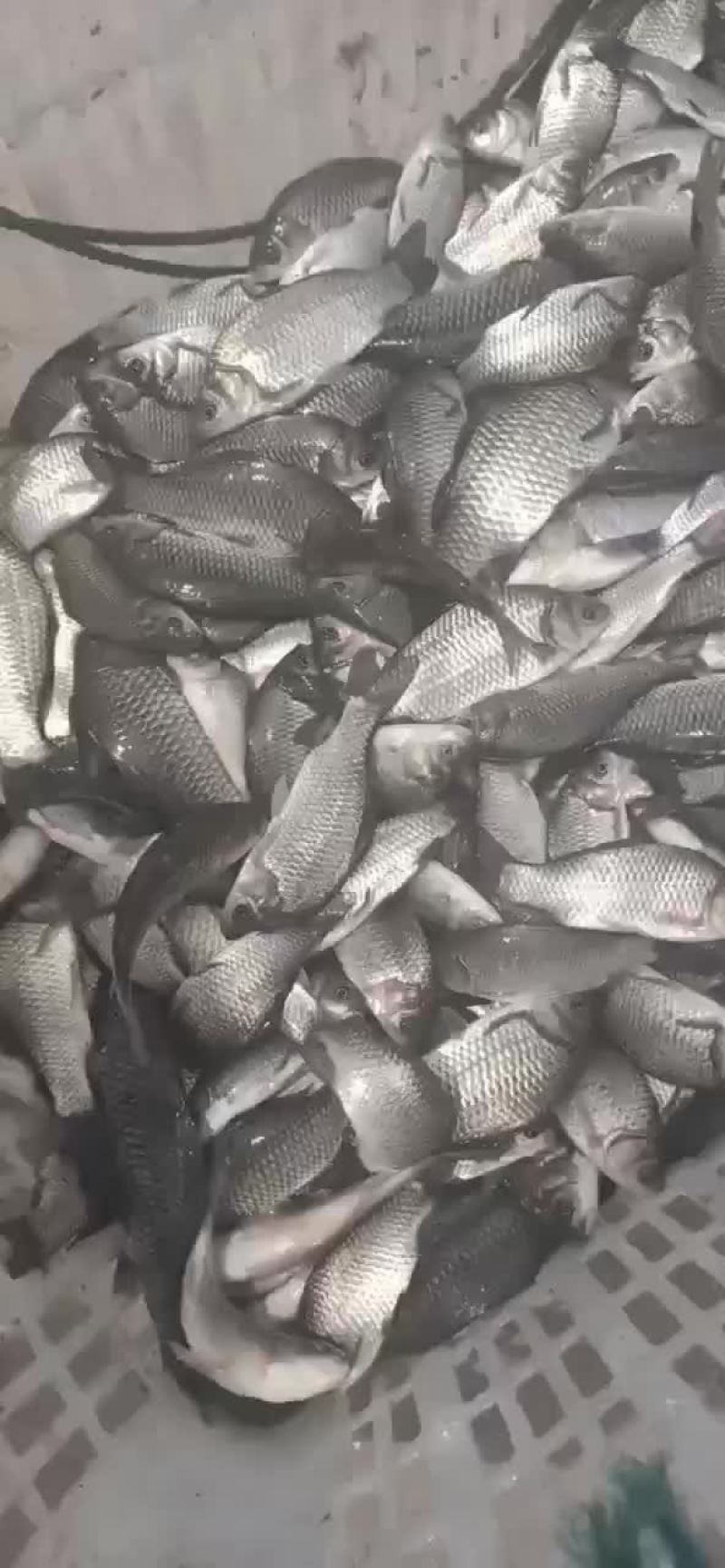 中科三号鲫鱼苗