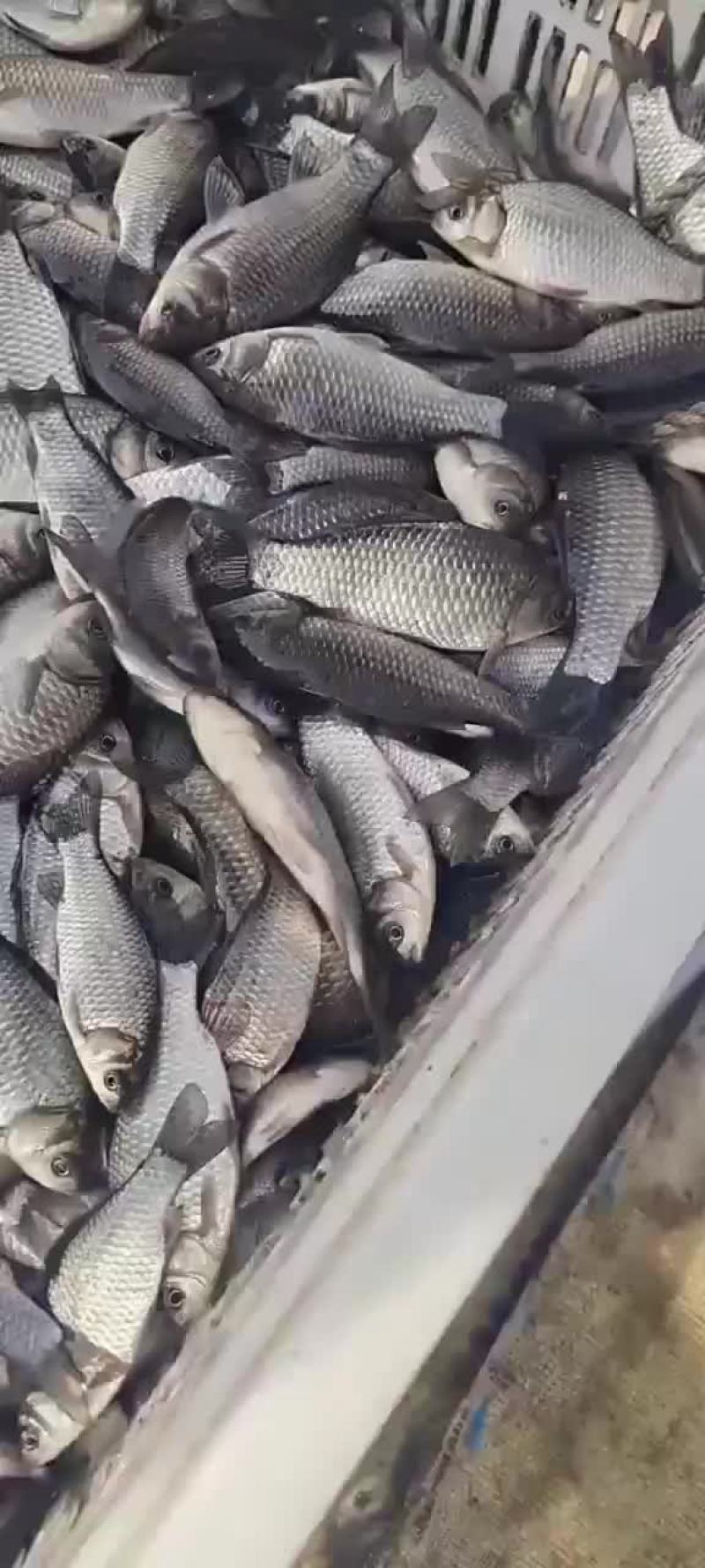 中科三号鲫鱼苗