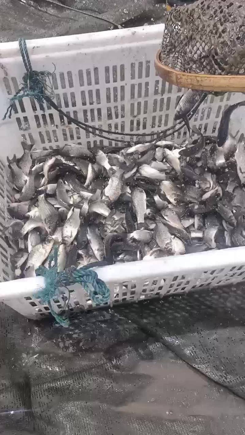 中科三号鲫鱼苗