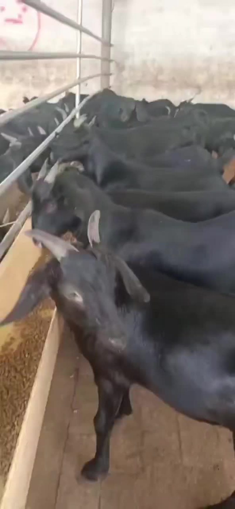 努比亚黑山羊大量出售中需要的联系