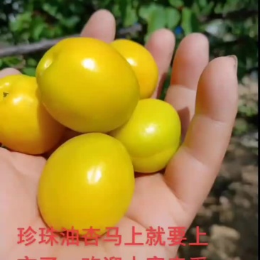珍珠油杏