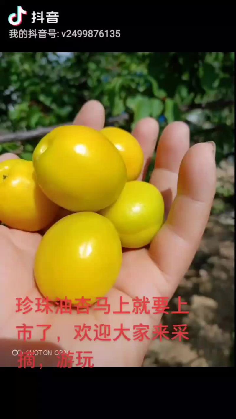 珍珠油杏