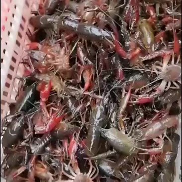 小龙虾养殖批发