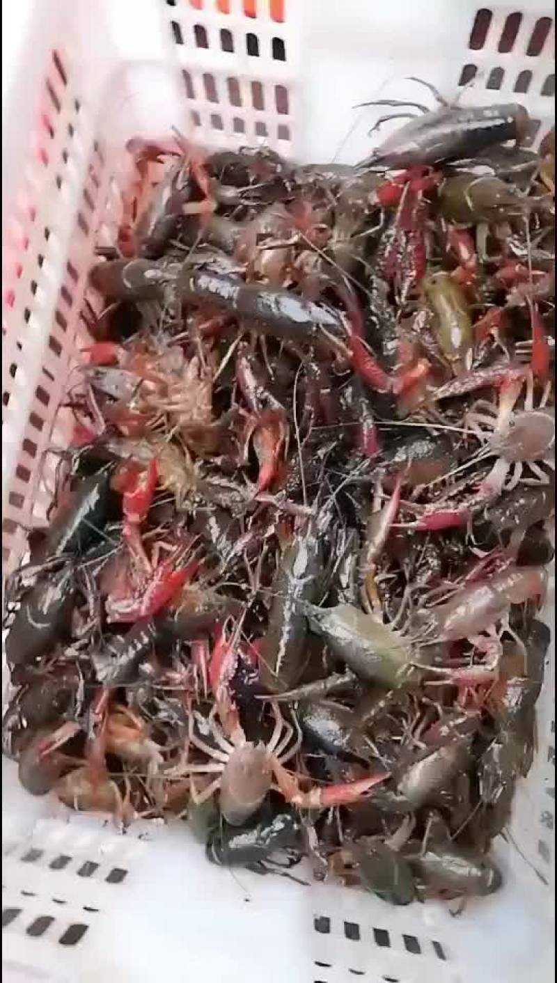 小龙虾养殖批发