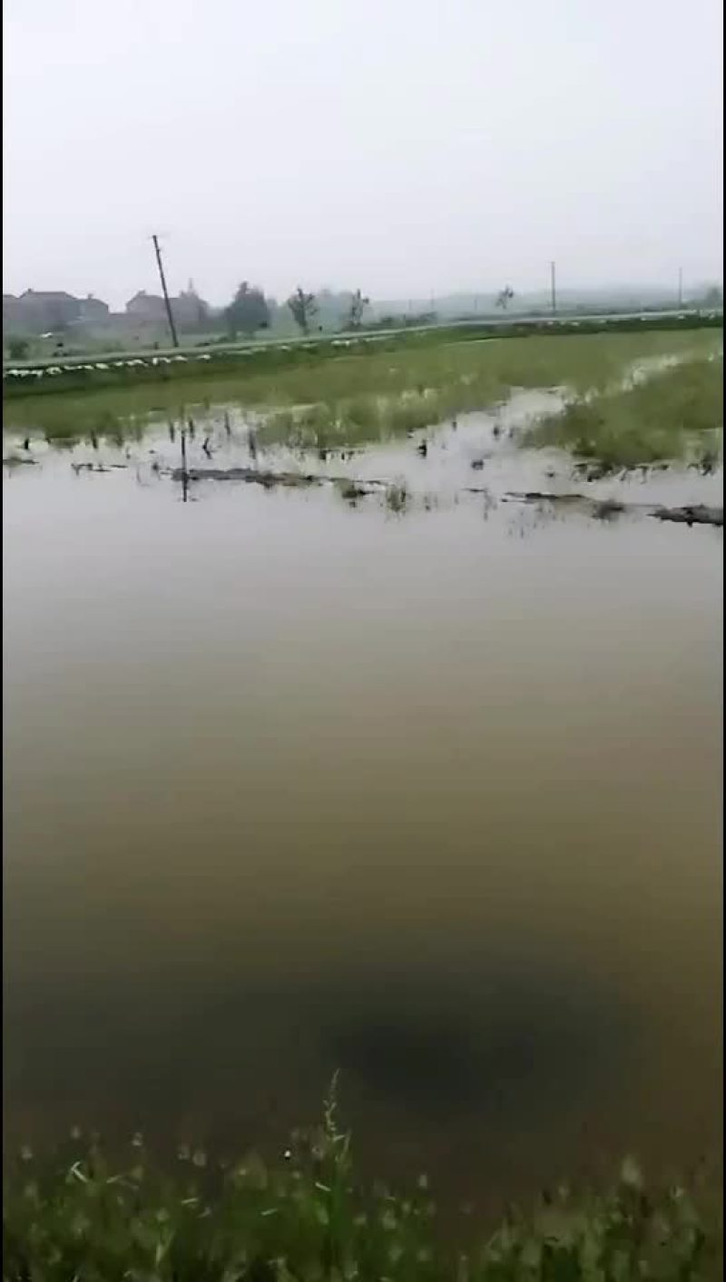 小龙虾养殖批发