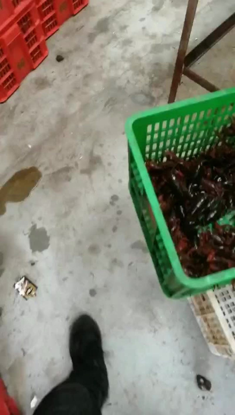 小龙虾养殖批发