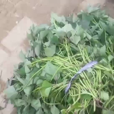 哈密红薯苗