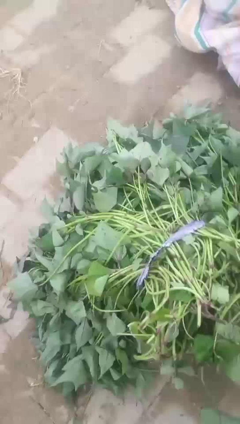 哈密红薯苗