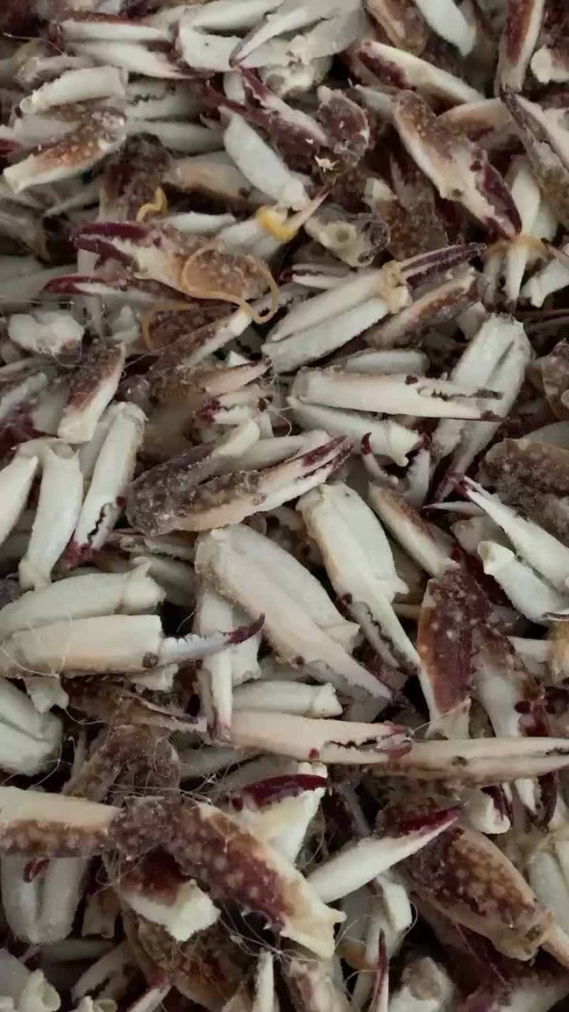 中号梭子蟹蟹钳