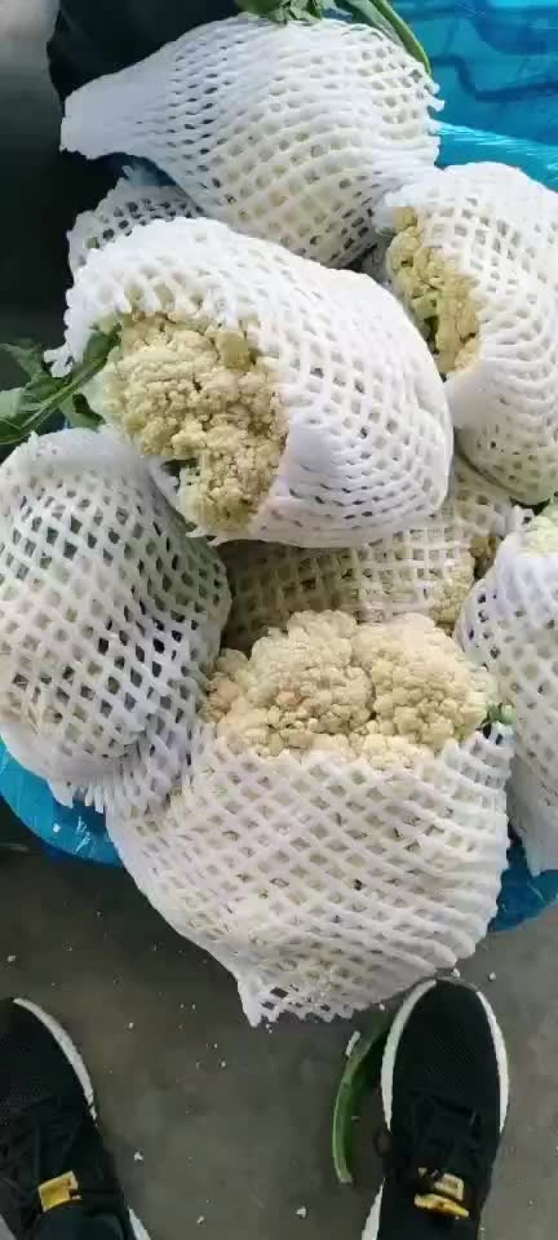 有机花