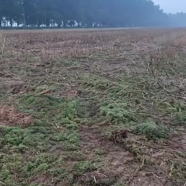 油菜籽，大型种植基地直供。