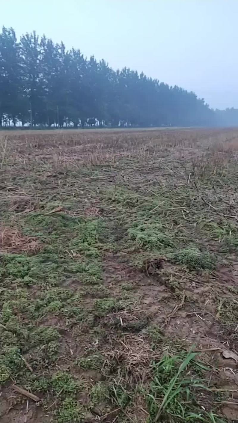 油菜籽，大型种植基地直供。