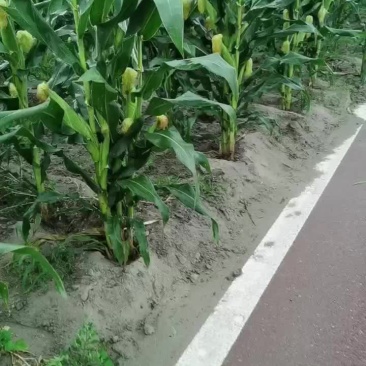 甜玉米，白