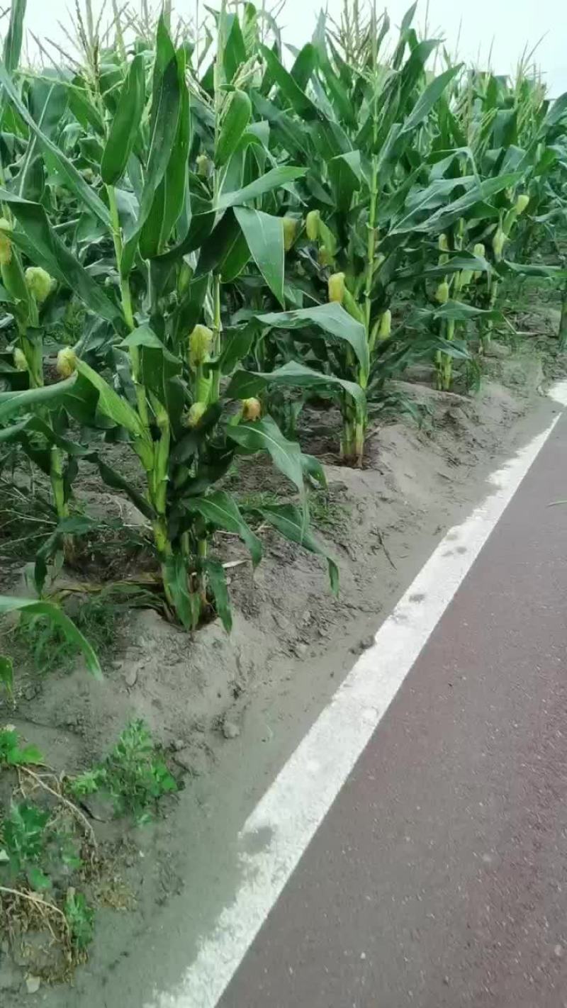 甜玉米，白