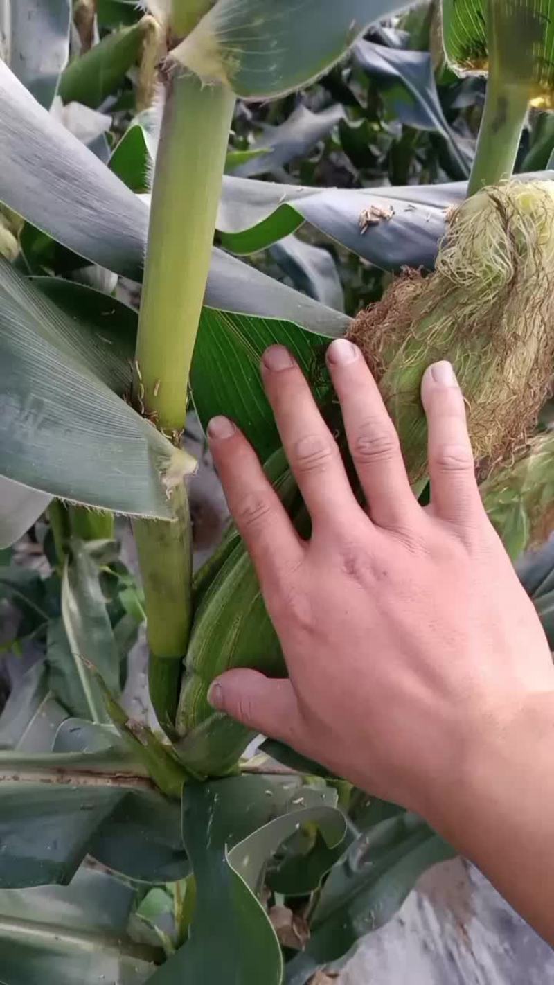 白糯玉米