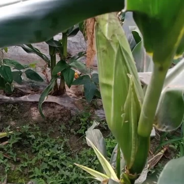 白糯玉米