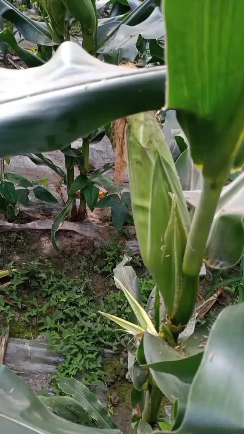 白糯玉米
