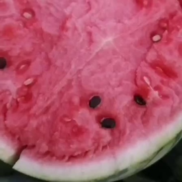 老周西瓜