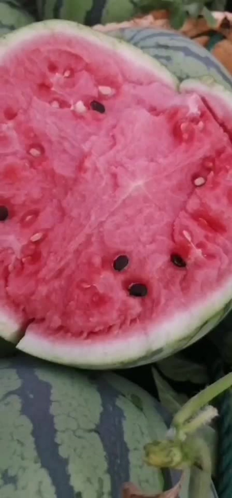 老周西瓜