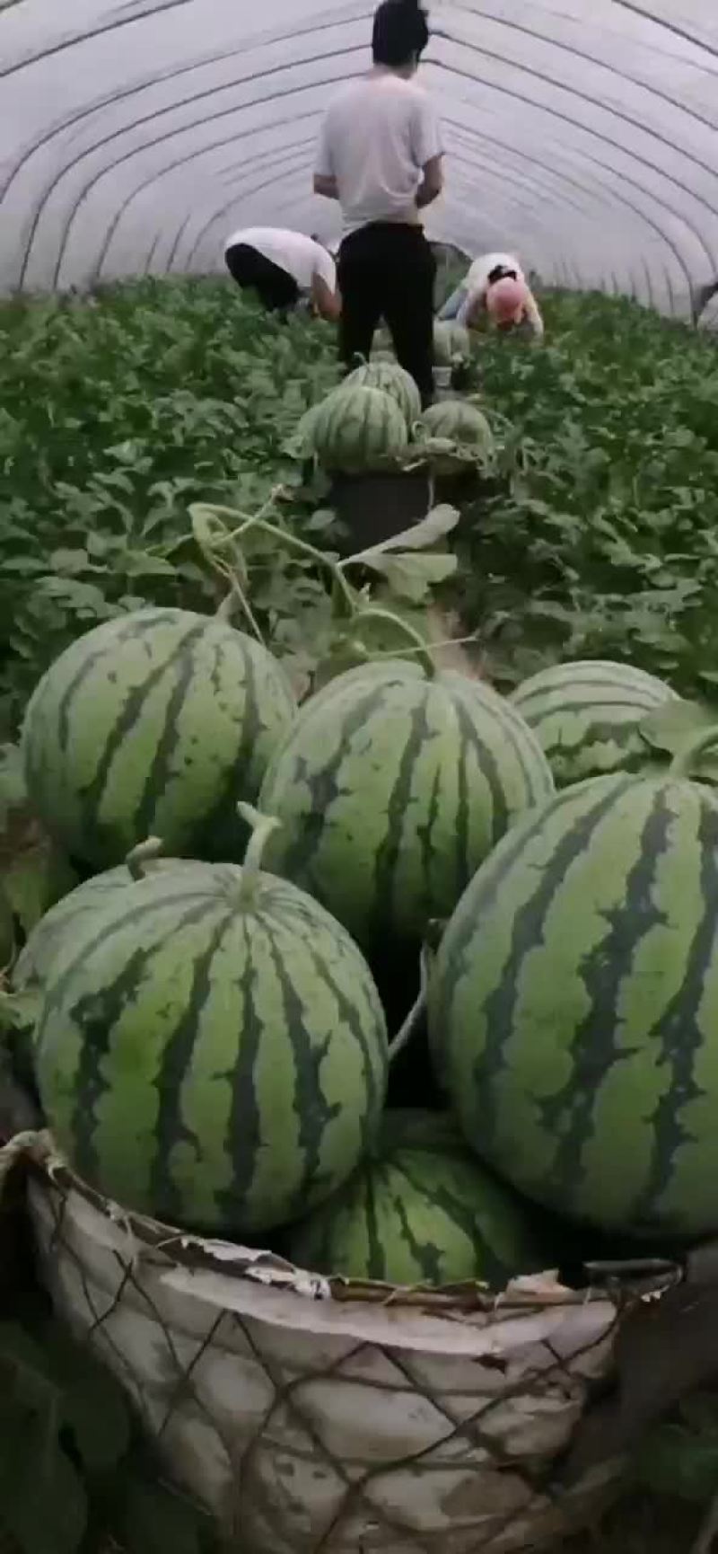 老周西瓜