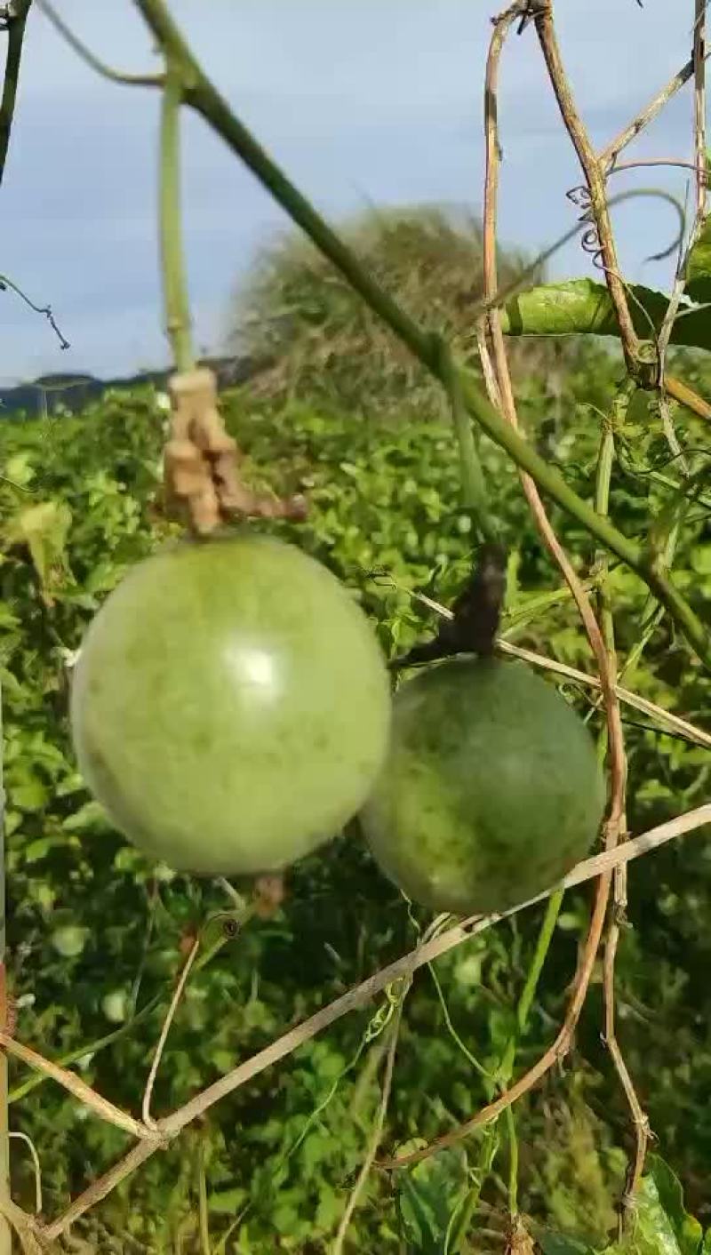 百香果